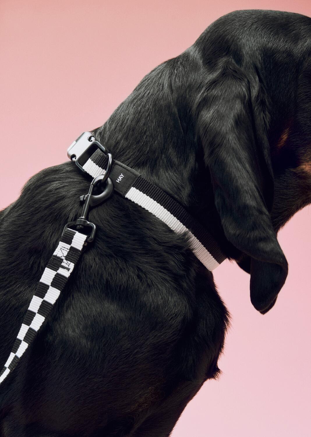 Flat hundehalsbånd - Sort/Hvid